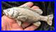 15_Ozt_MK_BarZ_Big_Bass_LTD_to_500_999_Fine_Silver_01_zj